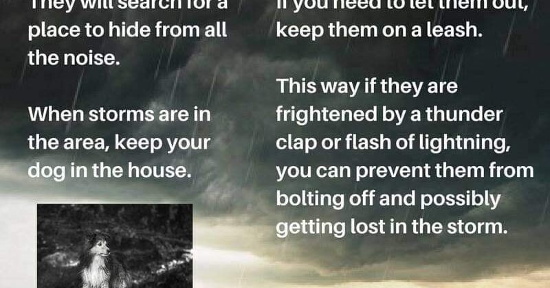Storms – Pet Care