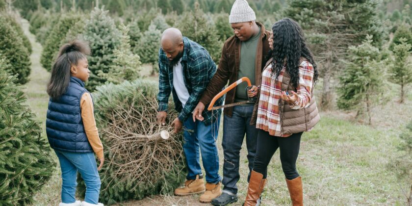 Christmas Tree & Care — Tips