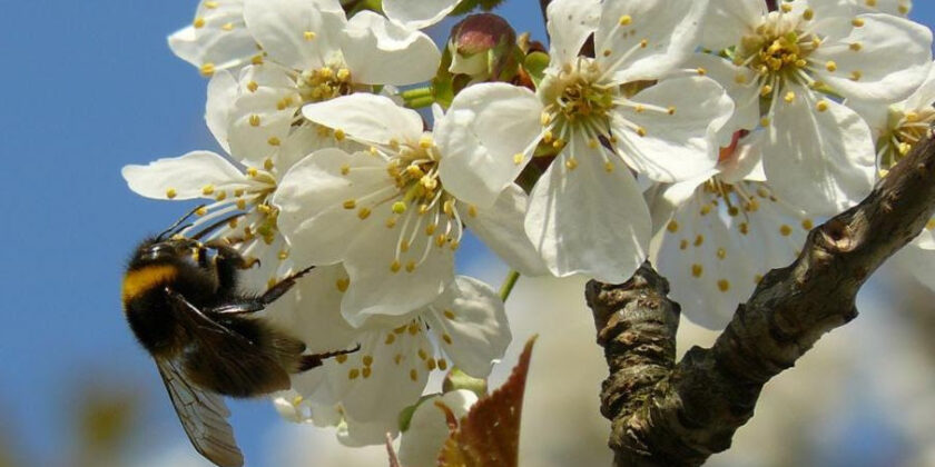 Get Buzzing – Great Southeast Pollinator Census!