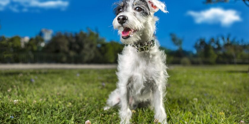 Pets Fire Safety Tips
