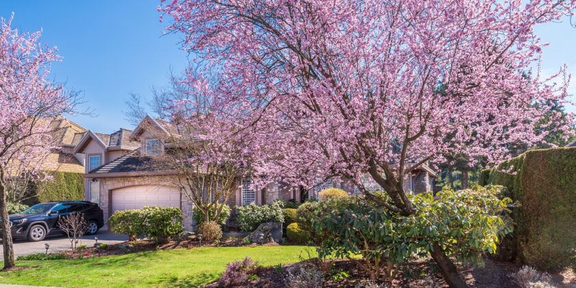 Front Yard Tree Program!