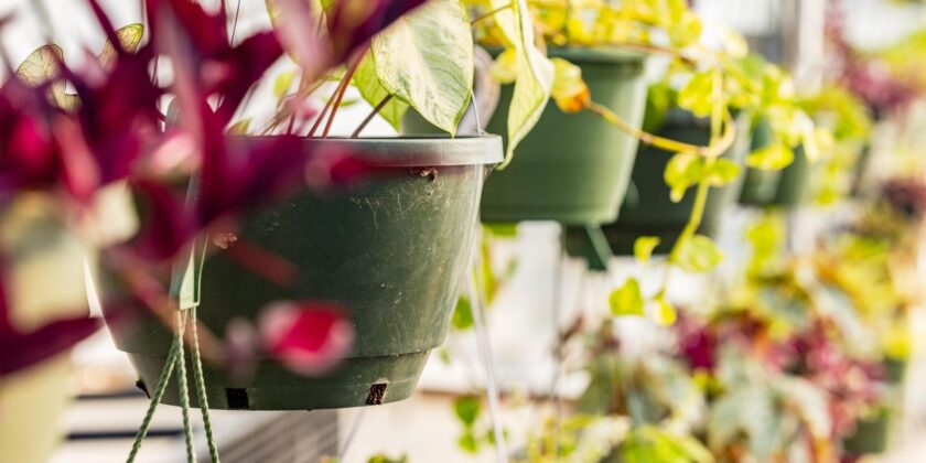 The Annual UGA Plant Sale