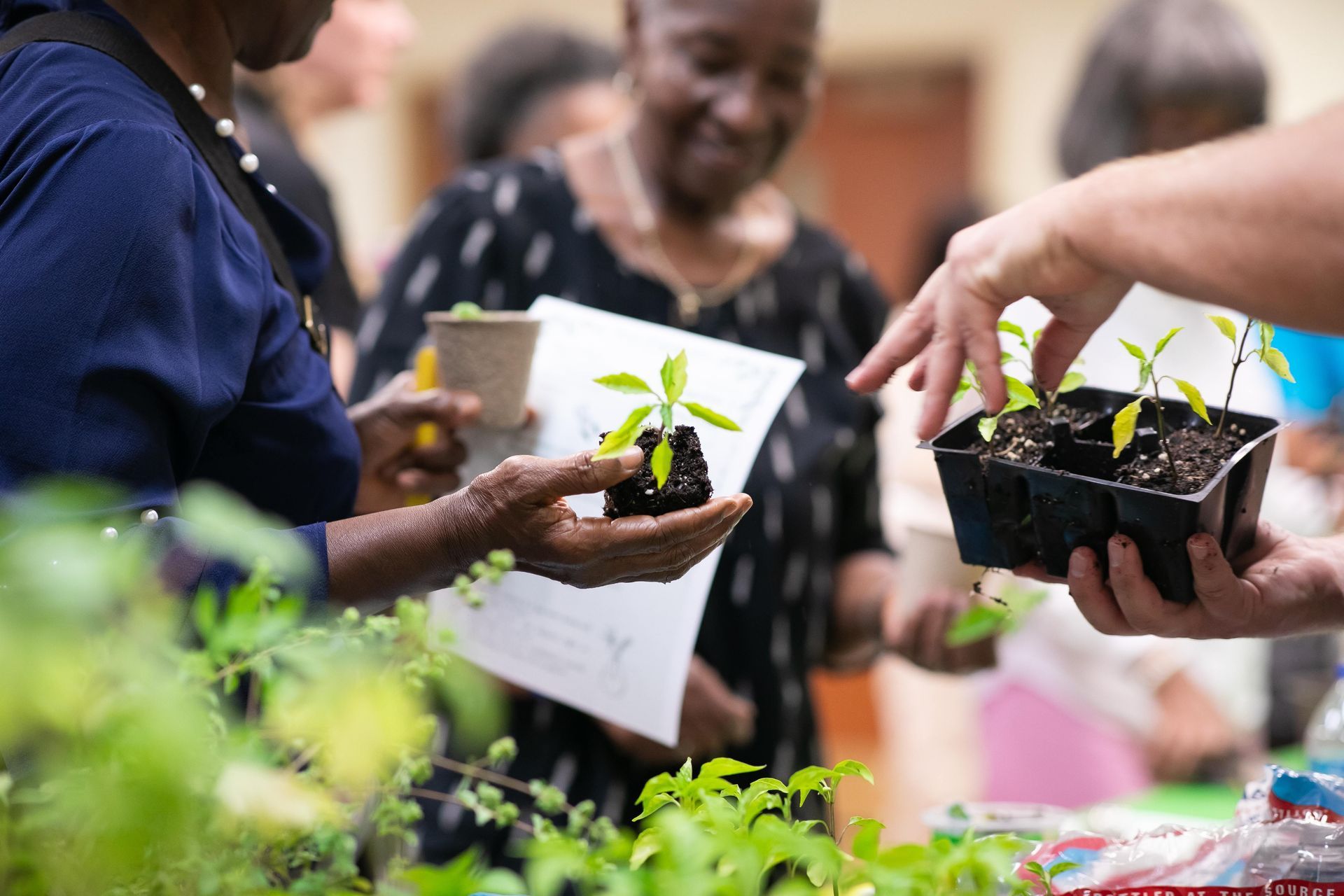 Annual UGA Plant Sale