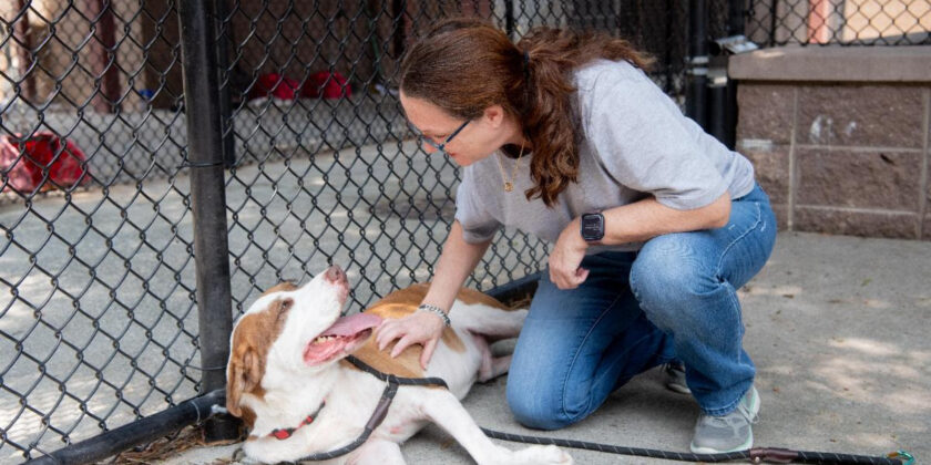 Animal Adoption Fees Reinstated