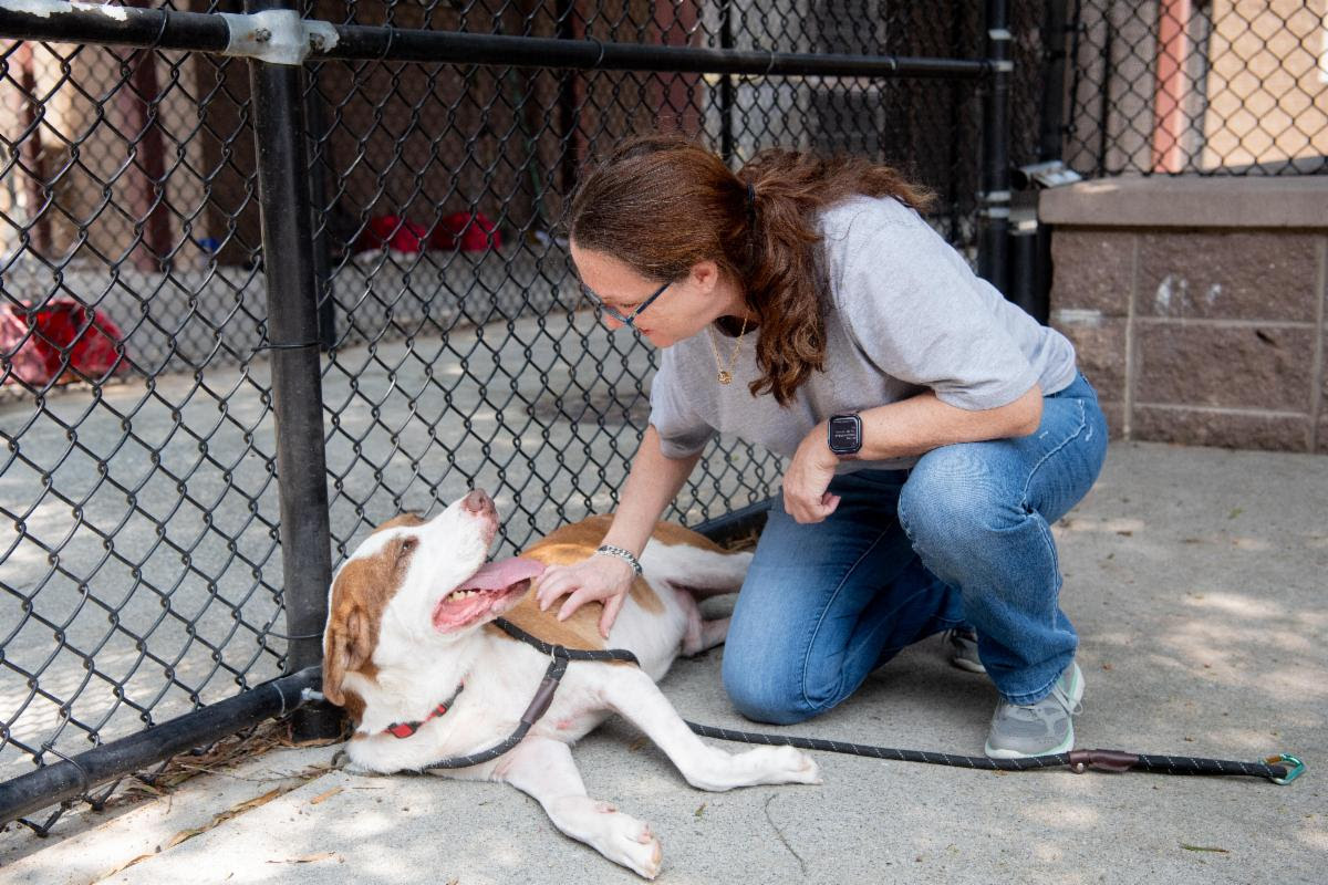 Animal Adoption Fees Reinstated