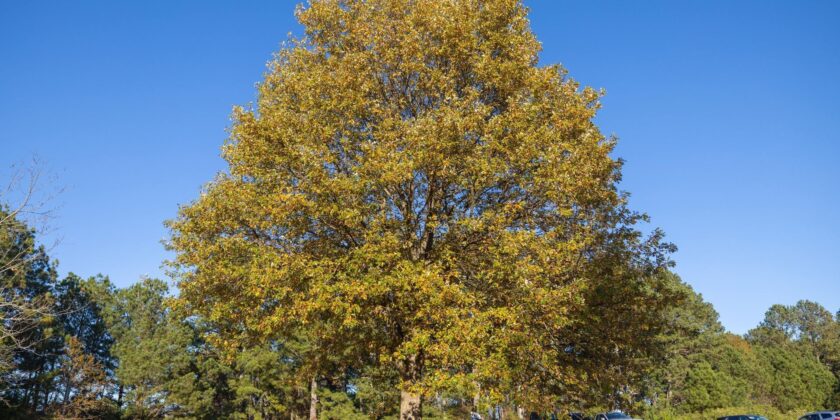 County’s Front Yard Tree Program —  Applications Open — 09-Jan-2026