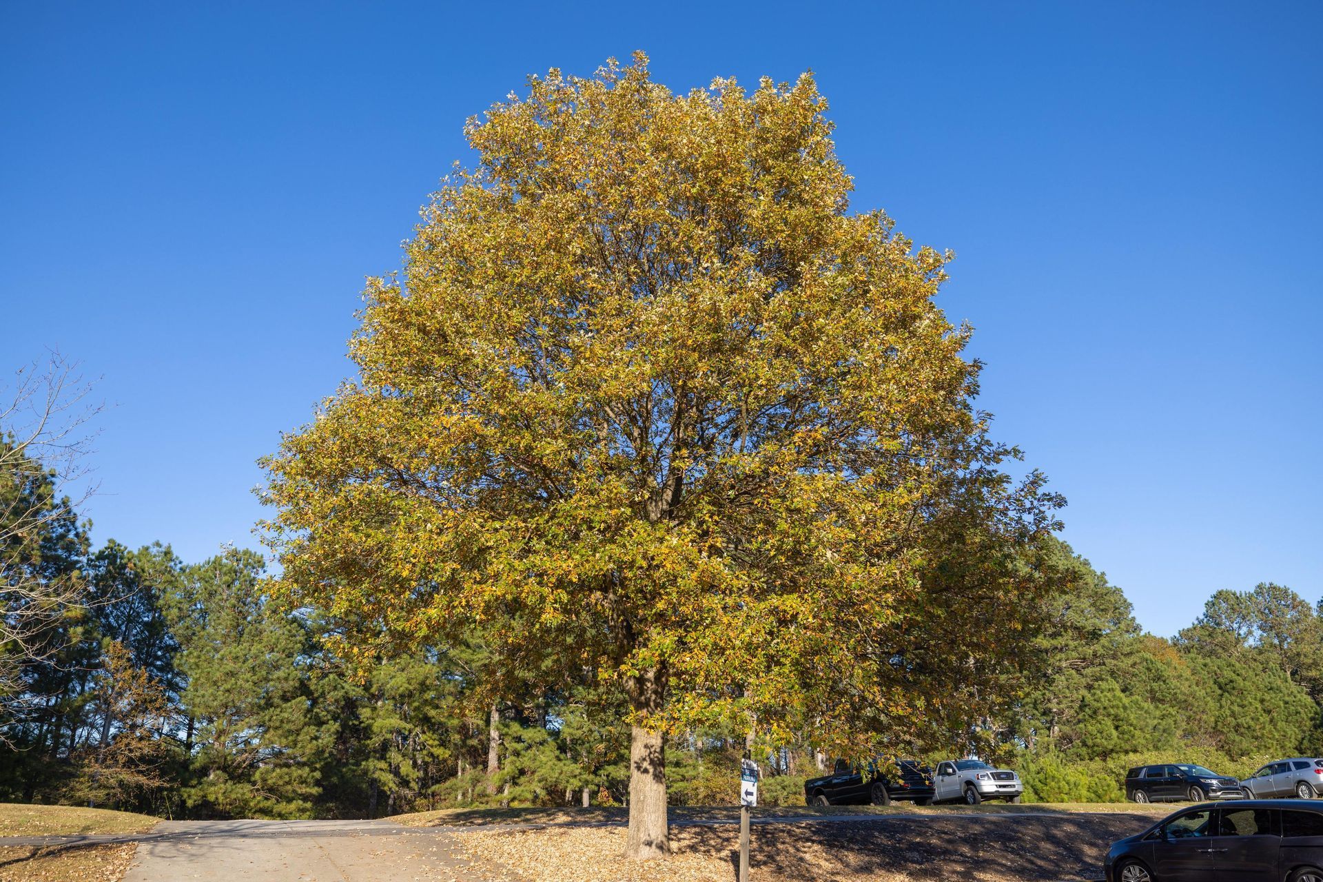 County’s Front Yard Tree Program —  Applications Open — 09-Jan-2026
